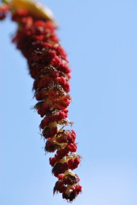 Populus androscoggin - topol Androscogův - květenství (2)